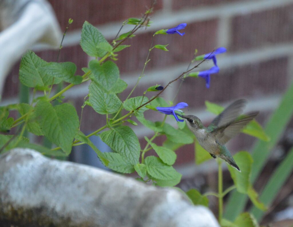 Ruby-throated hummingbird feeding on blue anise sage flowers in my garden