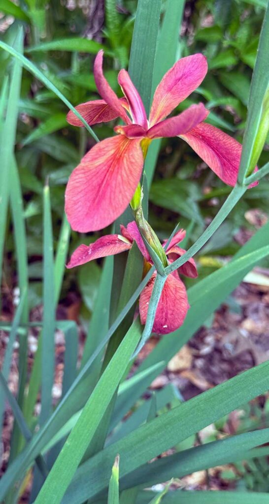 Copper iris in my moist soil garden