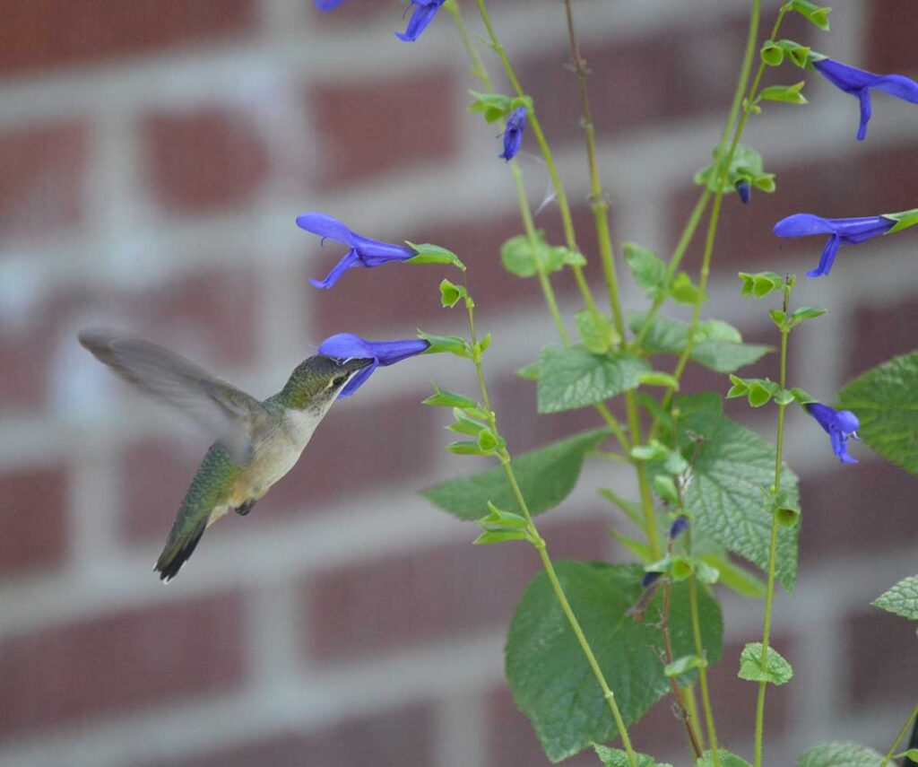 Female ruby-throated hummingbird feeding on blue anise sage in my garden