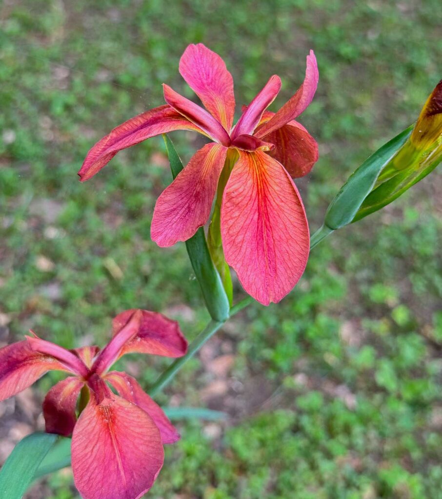 Copper iris flowers (Iris fulva)