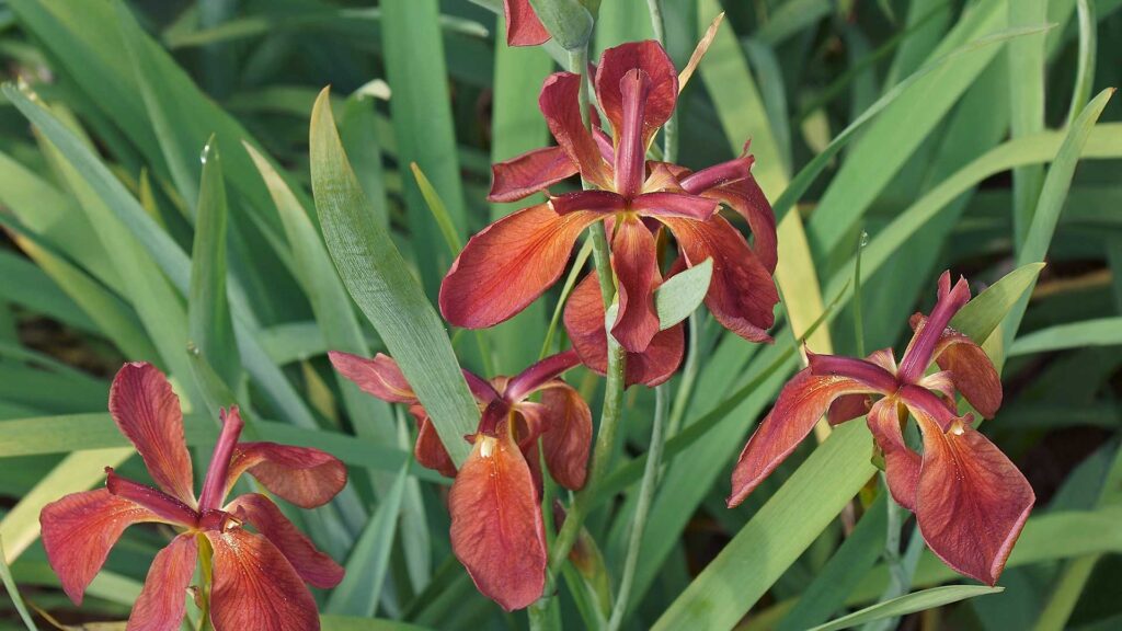 Copper iris flowers (Iris fulva)