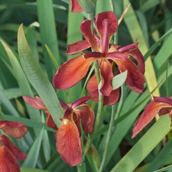 Copper iris flowers (Iris fulva)