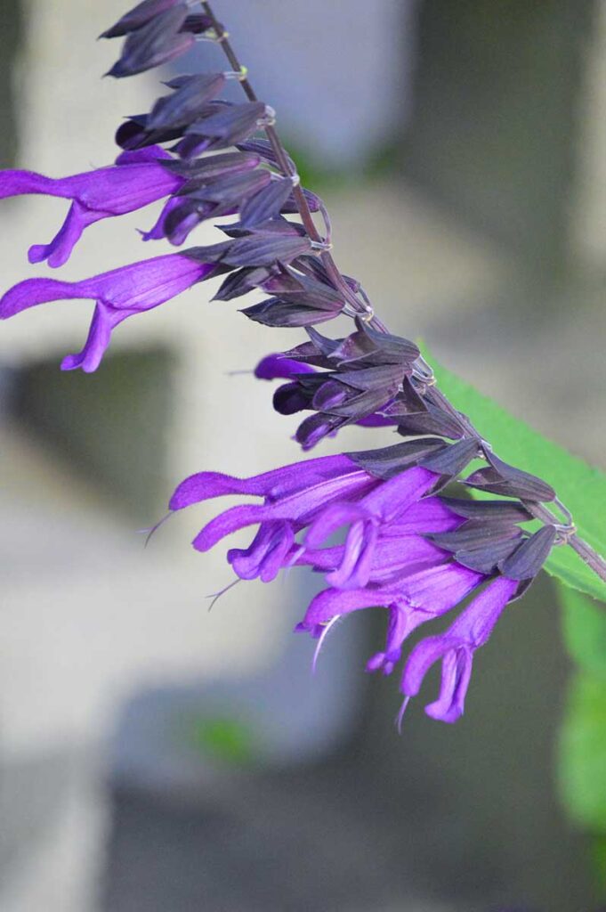 Purple Majesty cultivar of Blue Anise Sage (Salvia guaranitica)