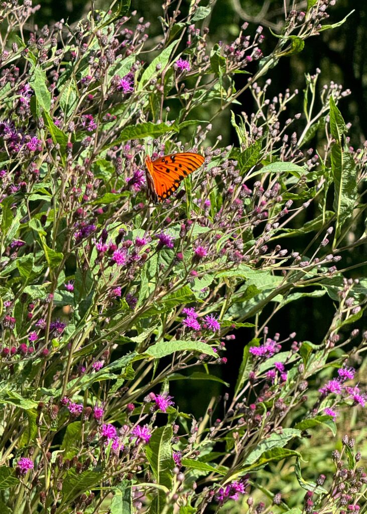 Gulf fritillary butterfly feeding on nectar from ironweed plant