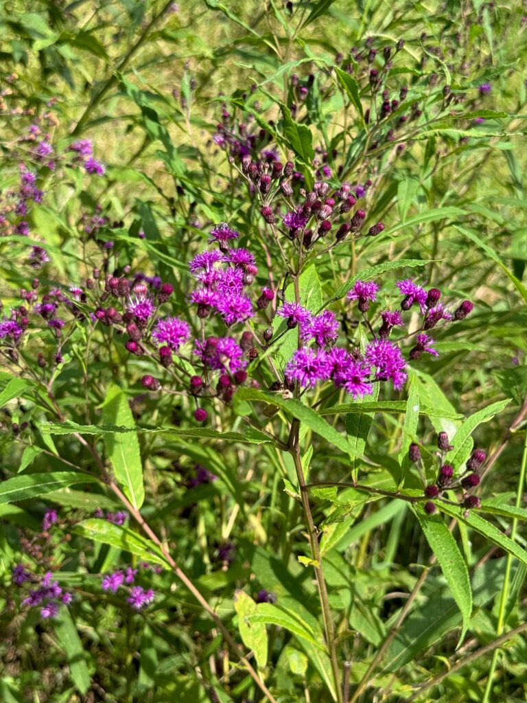 Ironweed flowers