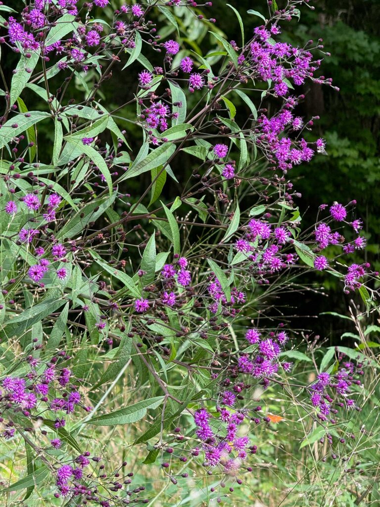 Vernonia spp. purple flowers with lance-like leaves