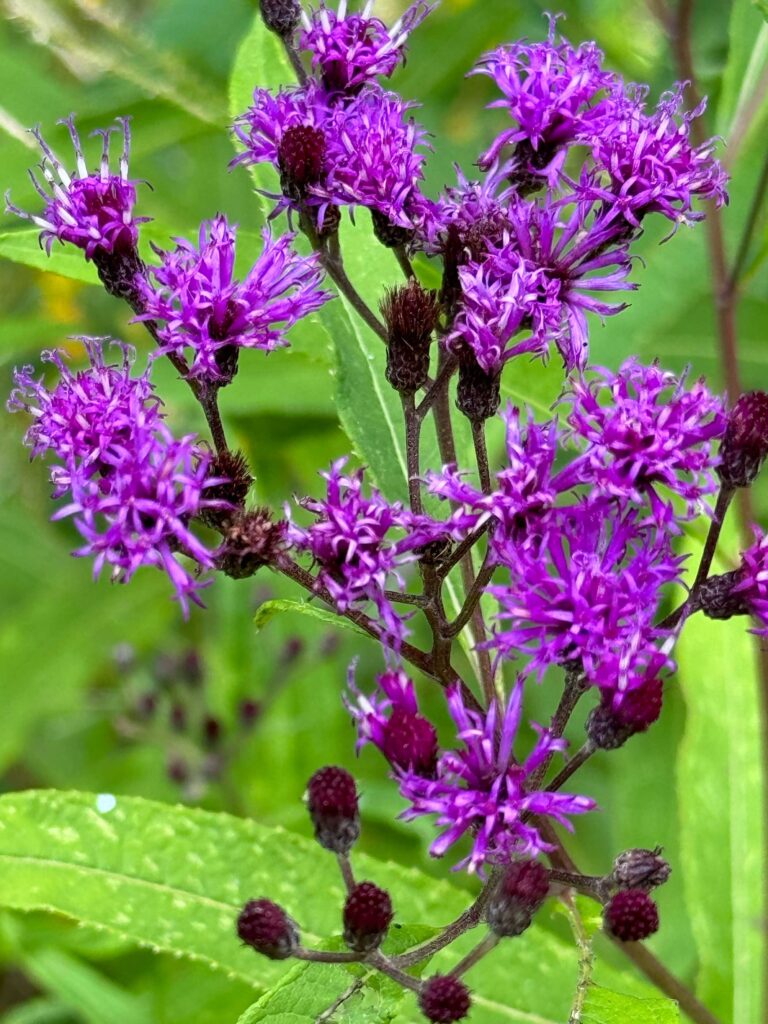 Purple flowers of ironweed