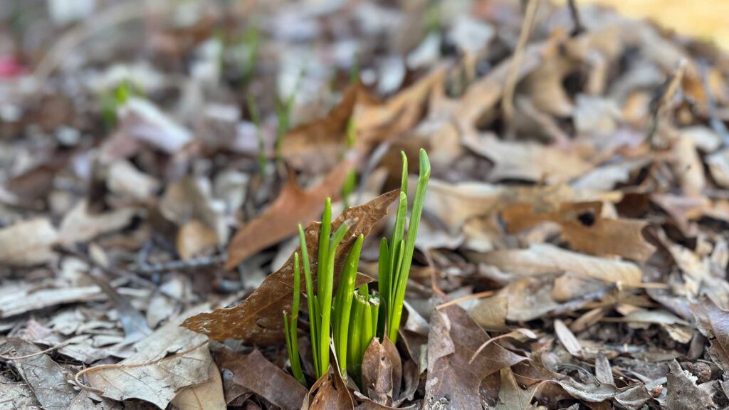 Daffodil leaves emerging in January