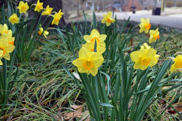 Daffodils in bloom